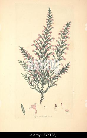 Farbige Stiche von Heiden, London, veröffentlicht vom Autor. Gedruckt von T. Bensley, 1802-09 [1830?], England, Geschichte, Ätzen, 19. Jahrhundert, Erica, Ericaceae, handkoloriert, Botanik, 1802, Pictorial Works, Graphic Media, Eine botanische Illustration, die eine detaillierte Darstellung einer blühenden Pflanze zeigt, die durch schlanke, langgezogene Blätter und lebhafte Gruppen kleiner rosa Blüten gekennzeichnet ist. Die zarte Struktur der Pflanze wird mit besonderer Aufmerksamkeit auf die Textur der Blätter und die Anordnung der Blüten dargestellt. Unter der Hauptabbildung sind kleinere Skizzen verwandter Elemente enthalten. Stockfoto