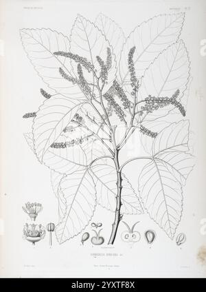 Tentamen, Florae, Abessinicae, Parisiis, Arthus, Bertrand, 1847–1851, eine Illustration, die die detaillierte Untersuchung eines Zweigs aus den Sibirischen Abies zeigt und seine großen, komplizierten Blätter und Blütenbündel zeigt. Die Zusammensetzung umfasst mehrere Ansichten und Etiketten, die die botanischen Merkmale hervorheben, wobei unten verschiedene Stadien der Blütenentwicklung dargestellt werden. Diese wissenschaftliche Darstellung betont die Struktur und Form der Pflanze und trägt zu einem tieferen Verständnis ihrer Klassifizierung und Morphologie bei. Stockfoto