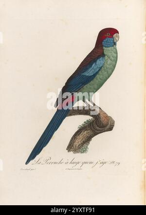 Histoire naturelle des perroquets A Paris chez Levrault an IX (1801)-an XIII (1805) Platycercus elegans, Eine wunderschön illustrierte Darstellung eines Papageiens auf einem Zweig, das sein lebhaftes Gefieder zeigt. Der Vogel verfügt über eine reichhaltige Farbkombination mit einem auffälligen roten Kopf, einem smaragdgrünen Körper und einem blauen Schwanz. Die aufwändig detaillierten Federn betonen die anmutige Form des Papageiens, während die subtilen Texturen des Zweiges der Komposition Tiefe verleihen. Die Illustration fängt das Wesen der natürlichen Schönheit der Kreatur ein und lenkt die Aufmerksamkeit auf ihre einzigartigen Eigenschaften und Eleganz. Eine Unterkunft Stockfoto