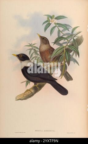 Birds of Asia, von John Gould, herausgegeben von der Autorin 1850–1883. Asien, Vögel, Bilderwerke, zwei Vögel stehen auf einem schlanken Zweig, umgeben von üppig grünem Laub. Der Vogel im Vordergrund zeigt ein markantes schwarzes Gefieder mit einem markanten weißen Band am Hals und einem hellgelben Schnabel, der eine elegante Haltung unterstreicht. Dahinter fügt sich ein dezenter gefärbter Vogel mit braunen Federn harmonisch in die natürliche Umgebung ein. Der Hintergrund ist in sanften Pastelltönen gehalten, die die ruhige Atmosphäre ergänzen, während zarte Blüten durch die Blätter hindurchblicken und der Atmosphäre einen Hauch von Lebendigkeit verleihen Stockfoto