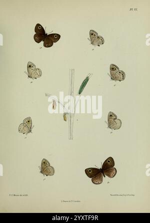 Lepidoptera indica London 1890-1913 India Lepidoptera Frederic Moore, Eine detaillierte Abbildung zeigt eine Vielzahl von Schmetterlingen, die in einem kreisförmigen Muster um einen zentralen Stamm mit Blättern angeordnet sind. Das Kunstwerk identifiziert verschiedene Phasen des Lebenszyklus von Schmetterlingen, einschließlich unreifer Formen wie eine raupe und eine Chrysalis. Jeder Schmetterling ist mit einer eindeutigen Nummer gekennzeichnet, die seine Art angibt. Die kontrastierenden Muster und Farben der Schmetterlinge betonen ihre Besonderheiten, einige zeigen komplizierte Flecken und Flügelformen. Die Komposition betont die Schönheit und Vielfalt Stockfoto