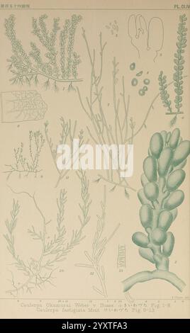 Icones of Japanese Algae Tokyo Kazamashobo 1907-1942 Japan Algae Botany Pictorial Works Woods Hole, Eine Sammlung botanischer Illustrationen, die verschiedene Arten von Meeresalgen darstellen. Die Illustrationen enthalten detaillierte Darstellungen der Strukturen und Merkmale dieser Wasserpflanzen, wobei komplizierte Details wie Äste, Blattformationen und Fortpflanzungsteile hervorgehoben werden. Jedes Exemplar ist mit entsprechenden Nummern als Referenz gekennzeichnet, die die Vielfalt und Komplexität der Meeresflora veranschaulichen. Das Gesamtlayout betont die wissenschaftliche Untersuchung dieser Organismen und veranschaulicht ihre einzigartigen Saiblinge Stockfoto