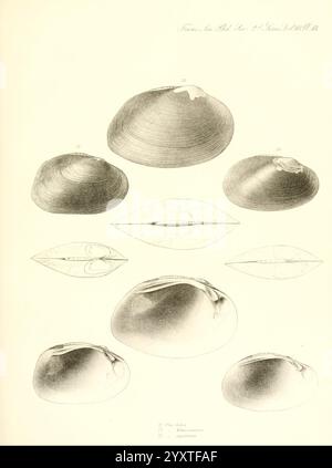 Transaktionen der American Philosophical Society, Philadelphia, der Wissenschaft, der Gesellschaften usw., diese Komposition enthält eine Reihe von illustrierten Muscheldarstellungen, die verschiedene Formen und Größen von Muscheln zeigen. Jede Schale wird akribisch gerendert und hebt unterschiedliche Merkmale wie Krümmung, Kontur und Textur hervor. Die Abbildungen sind mit Zahlen gekennzeichnet, die verschiedene Arten oder Sorten anführen und eine informative Referenz für die Identifizierung darstellen. Die Gesamtanordnung zeigt die Vielfalt in der Morphologie dieser Meeresorganismen, wobei einige Schalen sichtbar sind Stockfoto