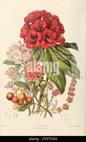 Abbildungen der natürlichen Ordnungen von Pflanzen mit Gruppen und Beschreibungen. London, Sampson Low, Son, und Marston, 1868 Botany, Bildwerke, Frauen in der Wissenschaft, Elizabeth Twining, Elizabeth Twining, HNH Publicity, die Illustration zeigt ein lebhaftes Arrangement von blühenden Blumen der Gattung Rhododendron mit großen, markanten roten Blüten, umgeben von zarten weißen und rosa Blüten. Das Laub umfasst breite, grüne Blätter, die die farbenfrohen Blüten ergänzen. Am unteren Rand des Bildes sind kleinere florale und botanische Details akribisch dargestellt, die verschiedene Pflanzen hervorheben Stockfoto