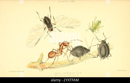 Monografie der britischen Blattläuse London, 1876-83, Blattläuse, Großbritannien, Hemiptera, Insekten, die Illustration zeigt eine Untersuchung verschiedener Insekten, die ihre unterschiedlichen Eigenschaften und anatomischen Details zeigen. Oben links ist ein zarter grüner Heuschrecken zu sehen, der seinen langgestreckten Körper und die markanten Hinterbeine hervorhebt, die zum Springen bestimmt sind. Daneben ist eine Blattlaus abgebildet, die ihre kleine Größe und ihren charakteristischen birnenförmigen Körper zeigt. Auf der rechten Seite sind zwei Arten von Ameisen dargestellt: Eine ist eine gewöhnliche rote Ameise mit ihrem strukturierten Körper und segmentierten Antennen, und die andere eine dunklere Spezies Stockfoto