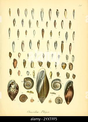 Conchylienbuch, oder, Allgemeine und besondere Naturgeschichte der Muscheln und Schnecken, Stuttgart, Verlag von Krais & Hoffmann, 1855, Mollusks, Pictorial Works., Ein umfangreiches Spektrum verschiedener Schalenarten wird vorgestellt, das komplexe Muster, verschiedene Formen und einzigartige Texturen zeigt. Jede Schale ist sorgfältig nummeriert und zur Identifizierung gekennzeichnet, wobei sowohl Meeresschnecken als auch Landschnecken repräsentiert werden. Die Kollektion umfasst längliche, spiralförmige Formen sowie abgerundete und flache Sorten, die die beeindruckende Vielfalt der Muschelschalen veranschaulichen. Die komplizierten Details und Farbvarianten Stockfoto