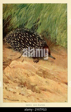 Wildtiere der Welt London F. Warne und Co. 1916 Zoologie Echidna Friedrich Wilhelm Kuhnert Richard Lydekker Säugetiere Monotremes Echidna aculeata Stachelbachäse Tachyglossus aculeatus Kurzschnabelbacheln Echidna, auch Echidna genannt, wird in seinem natürlichen Lebensraum dargestellt, der sich durch sein stacheliges Äußere und eine lange Schnauze auszeichnet. Die Kreatur bewegt sich leise entlang einer felsigen Oberfläche, umgeben von üppigem Gras. Die markanten Stacheln glitzern und bieten eine einzigartige Textur vor dem Erdgrund, während die scharfen Augen des Ameisenbärchens auf einen Zustand der Wachheit hinweisen, während er nach Ameisen sucht Stockfoto