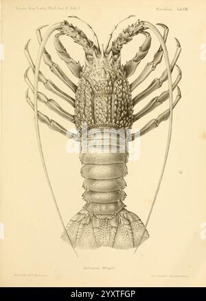 Reise der österreichischen Fregatte Novara, Wien, Kaiserlich, 1861-75., diese Illustration zeigt eine detaillierte anatomische Darstellung eines Hummer, die insbesondere seine Merkmale und Struktur hervorhebt. Der Hummer wird von der dorsalen Ansicht aus dargestellt und erfasst seinen segmentierten Körper, seine robusten Krallen und zahlreiche Beinanhängungen. Die Feinheiten des Exoskeletts werden betont, was die raue Textur und die Muster zeigt, die dieses Meereskrebstier charakterisieren. Die Illustration dient sowohl einem künstlerischen als auch einem wissenschaftlichen Zweck und spiegelt die Komplexität der Morphologie des Hummer und seine Bedeutung innerhalb von mari wider Stockfoto