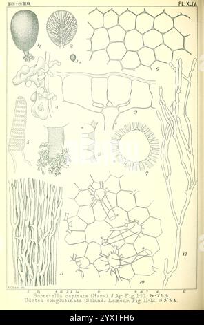 Ikonen japanischer Algen. Tokio, Kazamashobo 1907-1942, Algen, Botanik, Japan, Bildwerke, Bornetella capitata, Udotea conglutinata, diese Illustration zeigt eine Sammlung botanischer und zellulärer Strukturen, die verschiedene Formen von Meeresalgen und Pflanzen zeigen. Es enthält detaillierte Darstellungen verschiedener Arten, die ihre einzigartigen Formen und Texturen hervorheben. In der oberen linken Ecke ist die Darstellung von Borretella capitata dargestellt, während die benachbarten Bilder verschiedene Algenarten und ihre zellulären Arrangements zeigen. Die komplizierten Details der Strukturen zeigen die Komplexität Stockfoto