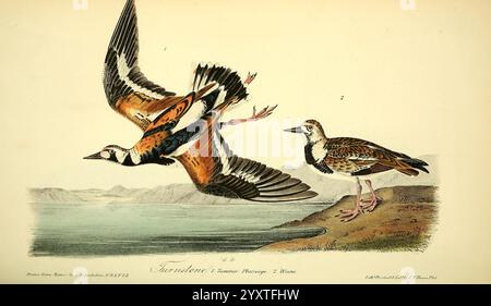 The Birds of America, New York, J. B. Chevalier, 1840-1844, Birds, Nordamerika, John James Audubon, Bildwerke, dieses Kunstwerk zeigt zwei bunte Vögel, die ihre besonderen Merkmale vor einer ruhigen Kulisse zeigen. Auf der linken Seite wird ein Vogel in der Mitte des Fluges gefangen gehalten und zeigt ein lebendiges Gefieder mit auffälligen Mustern in Orange, Schwarz und weiß, wobei seine Flügel ausgestreckt sind, während er anmutig über das Wasser gleitet. Auf der rechten Seite steht ein zweiter Vogel auf dem Boden, der ein dezenteres und eleganteres Erscheinungsbild mit Sprenkeln und Erdtönen, ausgewogen und aufmerksam zeigt. Die Szene ist gegen einen Trank gerichtet Stockfoto