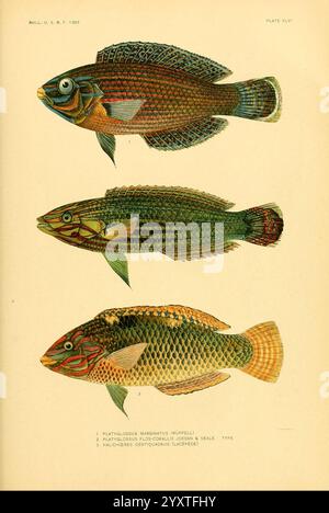 Die, Fische, von, Samoa, Washington, Regierung, Druck, aus, 1906, Fische, Ozeanien, Samoan, Inseln, Halichoeren, Melanurus, Halichoeres, hortulanus, diese Abbildung zeigt eine detaillierte Darstellung von drei verschiedenen Fischarten, die jeweils in einem Seitenprofil dargestellt werden, um die Klarheit zu verbessern. Der Spitzenfisch wird als Platygobius margaritatus identifiziert, der sich durch seine lebhafte Färbung und seine charakteristischen Merkmale auszeichnet. Das mittlere Exemplar ist als Platygobius furcifer gekennzeichnet und zeigt seine einzigartigen Muster und Formen. Der Grundfisch, bekannt als Halichoeres centrirostris, weist komplizierte Skalen und eine ausgeprägte Körperform auf Stockfoto