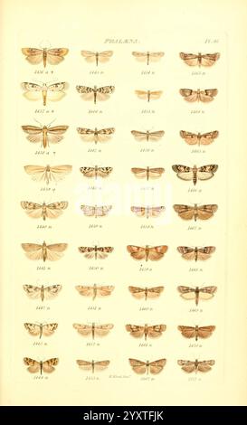 Index entomologicus, London, William Wood, 1839. Schmetterlinge, Klassifizierung, Großbritannien, Identifizierung, schmetterlinge, Bildwerke, Eine sorgfältig organisierte Sammlung von Mottenexemplaren, die eine Vielzahl von Arten zeigen. Jede Reihe enthält verschiedene Arten von Motten, die mit den entsprechenden Identifikationsnummern angezeigt werden. Die komplizierten Muster und Farben auf den Flügeln werden hervorgehoben und zeigen die Vielfalt in Größe, Form und Design der Exemplare. Diese detaillierte Darstellung dient als pädagogisches Hilfsmittel und veranschaulicht die Schönheit und Komplexität der Falter innerhalb der Lepidopterenordnung. Stockfoto