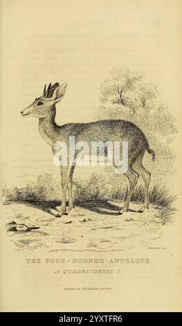 Das Tierreich London, gedruckt für G.B. Whittaker, 1827-1835, Zoologie, Antilope, Taxonomie, Binomial, Quadricornis, Tetracerus quadricornis, Vierhörner Antilope, Chousingha, antilope quadricornis, H. Kearsley, Charles Hamilton Smith, das Bild zeigt eine detaillierte Abbildung einer vierhörnigen Antilope, die ihre einzigartigen physikalischen Eigenschaften zeigt. Die Antilope steht anmutig mit leicht zur Seite gewendetem Körper, was eine freie Sicht auf die charakteristischen vier Hörner ermöglicht, die aus ihrem Kopf ragen. Seine schlanken Beine und seine flinke Gestalt deuten auf Agilität und Anmut hin. Der Hintergrund in Stockfoto