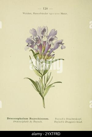 Alpen-Flora, Heidelberg, C. Winter, 1906, alps, Bergpflanzen, Bildwerke, Ruyschs Drachenkopf, Blumen, Eine detaillierte botanische Illustration mit dem Dracocephalum Ruyschianum, allgemein bekannt als Ruyschs Drachenkopf. Das Kunstwerk zeigt den schlanken, aufrechten Stamm der Pflanze, der mit zarten violetten Blüten verziert ist, die komplizierte Blütenblätter aufweisen. Die Blätter sind länglich und lanzettförmig und treten aus der Basis des Stiels hervor. Die Abbildung begleitet den wissenschaftlichen Namen sowie seine verschiedenen gebräuchlichen Namen in verschiedenen Sprachen. Dieses Stück fängt die Eleganz ein Stockfoto