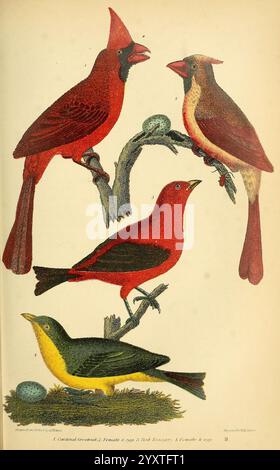 Amerikanische Ornithologie oder die Naturgeschichte der Vögel der Vereinigten Staaten, Petter & Galpin [187-]. Vögel, Vereinigte Staaten, Cardinalis cardinalis, nördlicher Kardinal, Piranga olivacea, Scharlachtanager, Ein lebendiges Schauspiel der Vogelvielfalt mit vier verschiedenen Vogelarten, die elegant auf Zweigen thront. An der Spitze verströmen zwei Kardinäle – ein männlicher, strahlend in leuchtend rotem Gefieder und ein weibliches, in subtilen Erdtönen verziertes Weibchen – eine charmante Präsenz. Unter ihnen zieht eine Illustration eines auffällig bunten Vogels in Gelb- und Schwarztönen die Aufmerksamkeit auf sich. Begleitet wird ein Nest mit Eiern, Stockfoto