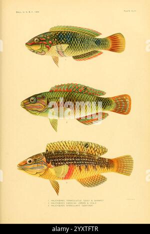 Die, Fische, von, Samoa, Washington, Regierung, Druck, aus, 1906, Fische, Ozeanien, Samoan, Inseln, Halichoeres, Margaritaceus, Halichoeres, trimaculatus, Halichoeres, opercularis, die Illustration zeigt drei verschiedene Fischarten, die jede elegant dargestellt sind, um ihre einzigartigen Farben und Muster hervorzuheben. Der Spitzenfisch, gekennzeichnet als Nummer eins, zeigt leuchtende grüne und blaue Schuppen mit komplizierten Mustern am Körper und bunten Flossen. Der mittlere Fisch, gekennzeichnet als Nummer zwei, zeigt eine komplexere Anordnung von Farben, einschließlich Rot- und Gelbtönen mit einem auffällig gemusterten Körper, der sich ausbreitet Stockfoto