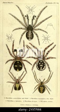 Das Tierreich wurde nach seiner Organisation London G. Henderson 1834 London London angeordnet, Eine detaillierte Illustration, die verschiedene Arten von Spinnen zeigt, jede mit ihrem wissenschaftlichen Namen gekennzeichnet. Das Arrangement umfasst fünf verschiedene Spinnen, die einzigartige Merkmale wie Körpermarkierungen, Beinstruktur und Farbmuster hervorheben. Die Spinnen variieren in Größe und Form, was die Vielfalt innerhalb der Arachnidenklasse demonstriert. Jedes Exemplar wird präzise präsentiert, wobei die komplizierten Details ihrer Anatomie hervorgehoben werden. Diese visuelle Darstellung dient als pädagogische Referenz für Arachnol Stockfoto