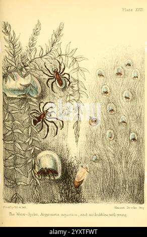 Populär, Geschichte, des Aquariums, des Meeres, und Süßwasser, Tiere und Pflanzen, London, Lovell Reeve, 1857, Aquarien, Süßwasser, Biologie, Geschichte, Marine, Biologie, Woods Hole, Spider, Argyroneta aquatica, Arthropoda, Arthropoden, PAGE, Angst, Halloween zeigt die illustrierte Szene einen Unterwasserhabitat mit der Wasserspinne (Argyroneta aquatica) und mehreren Luftblasen. Die Komposition enthält detaillierte Darstellungen der aquatischen Vegetation, die einen Eindruck von der natürlichen Umgebung vermitteln. Luftblasen in verschiedenen Größen sind über die gesamte Szene verteilt und betonen die Uni der Spinnen Stockfoto