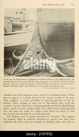 Schatten im Meer Philadelphia, Chilton Books [1963] Shark Woods Hole Chondrichthyes, der Text befasst sich mit dem Basking Hai und hebt die Bemühungen des kanadischen Fischereiministeriums bei der Bewirtschaftung seiner Bevölkerung hervor. Sie stellt fest, dass diese großen Haie, die oft durch die Gewässer vor Neuengland Streifen, gelegentlich gesichtet werden. Sie erwähnt ihr mysteriöses Verschwinden, möglicherweise im Zusammenhang mit saisonalen Veränderungen, und betont die Herausforderungen bei der Verfolgung ihres Verhaltens und ihrer Zahlen. Der Verweis auf eine Schutzinitiative unterstreicht die Bedeutung der Erhaltungsbemühungen für diese Lebewesen, insbesondere für diese Lebewesen Stockfoto