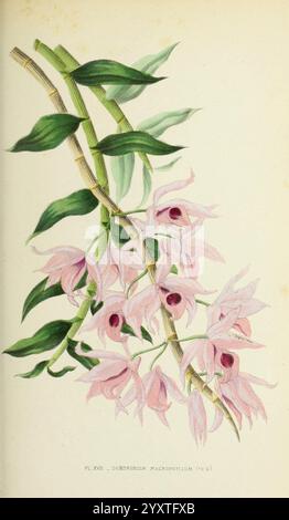 Les orchidées, Paris, J. Rothschild, 1880, Europa, Orchideen, Orchideenkultur, Dendrobium macrophyllum, das Kunstwerk zeigt eine atemberaubende Orchideenart, die sich durch zarte, pastellrosa Blütenblätter auszeichnet, die elegant nach unten kaskadieren. Jede Blüte hat eine markante dunkle Lippe in der Mitte, die den visuellen Reiz insgesamt unterstreicht. Die leuchtend grünen Blätter bilden einen anmutigen Bogen um den Blütenstamm und bilden eine üppige Kulisse, die die Schönheit der Blüten unterstreicht. Diese Illustration zeigt die komplizierten Details der Orchidee, einschließlich der subtilen Variationen in Blütenform und Textur, Highlightin Stockfoto