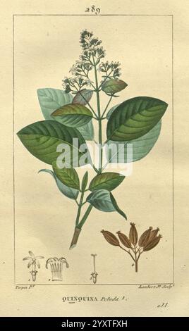 Flore médicale Paris Imprimerie de C.L.F. Panckoucke 1828-1832 1833 Botany Botany Medical Copper Graving France Graphic Media handfarbige Kräuter Materia Medica Gemüsespezialitäten Werke, die Illustration zeigt die als Quinquina bekannte Pflanze, die mit der wissenschaftlichen Bezeichnung „Quinquina Pretiosa“ gekennzeichnet ist. Die Darstellung zeigt eine detaillierte Untersuchung der Pflanze, die ihre robusten grünen Blätter, zarten Blüten und charakteristischen Früchte hervorhebt. Am Boden der Komposition befinden sich markierte botanische Elemente, die verschiedene Teile der Pflanze, einschließlich der Struktur der Blume, veranschaulichen Stockfoto