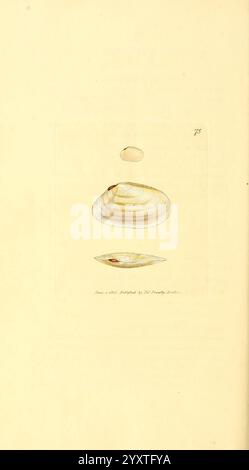 The British Miscellany London gedruckt von R. Taylor & Co. Und verkauft vom Autor J. Sowerby von White Johnson Symonds und allen anderen Buchhändlern 1806 Great Britain Pictorial Works Zoology James Sowerby tellina Silmilis James Sowerby Great Britain, diese Illustration zeigt eine Reihe detaillierter Darstellungen von drei verschiedenen Arten von Muscheln, die ihre einzigartigen Formen und Texturen zeigen. Die Schalen sind vertikal angeordnet, um einen klaren Vergleich ihrer Formen zu ermöglichen. Die Oberschale ist oval und leicht gestreckt und weist eine glatte Oberfläche auf. Die Mittelschale ist breiter und flacher, mit Destin Stockfoto