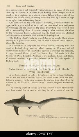 Shadows in the Sea Philadelphia, Chilton Books [1963] Shark Woods Hole Chondrichthyes Thresher Shark Alopias vulpinus Common Dreher, die Seite bietet eine detaillierte Diskussion über Haie und ihr Verhalten, insbesondere über den Thresher Shark, wissenschaftlich bekannt als *Alopias vulpinus*. Er unterstreicht den unverwechselbaren Schwimmstil des Hais, der sich durch seinen langen, peitschenartigen Schwanz auszeichnet, mit dem er effektiv Beute fangen kann. Der Text enthält Einblicke in den Lebensraum von Thresher Haien, wie ihre Anwesenheit in gemäßigten Gewässern auf der ganzen Welt, insbesondere in Regionen wie dem Northea Stockfoto