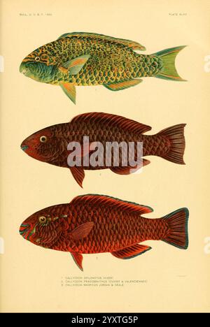 The Fishes of Samoa Washington, Government Print Off, 1906, Fishes, Oceania, Samoan Islands, Scarus niger, Scarus prasiognathos, Scarus globiceps, die Illustration zeigt drei verschiedene Arten von Papageienfischen, jede mit lebendigen Details dargestellt, um ihre einzigartigen Eigenschaften hervorzuheben. Der Spitzenfisch, gekennzeichnet als „Scarus mucronatus“, zeigt eine Kombination aus grünen und blauen Tönen mit einem ausgeprägten schnabelartigen Mund, typisch für Papageienfische. Das mittlere Exemplar, das als „Scarus viridis“ bezeichnet wird, weist eine auffällige Mischung aus Farben auf, darunter satte Grün- und Gelbtöne, die seine lebendigen Skalen unterstreichen. Stockfoto