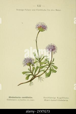 Alpen-Flora, Heidelberg, C. Winter, 1906, alps, Bergpflanzen, Bildwerke, dieses Kunstwerk zeigt die Globularia cordifolia, allgemein bekannt als Herzblättrige Globularia. Die Pflanze ist mit zarten, abgerundeten Häufchen violetter Blüten und sattgrünen Blättern dargestellt, die eine ausgeprägte Herzform haben. Mit viel Liebe zum Detail veranschaulicht sie die botanischen Eigenschaften der Art, betont die Textur der Blätter und die komplizierte Blütenbildung. Unter der Abbildung ist der Name „Globularia cordifolia“ in mehreren Sprachen dargestellt und hebt seine Interna hervor Stockfoto