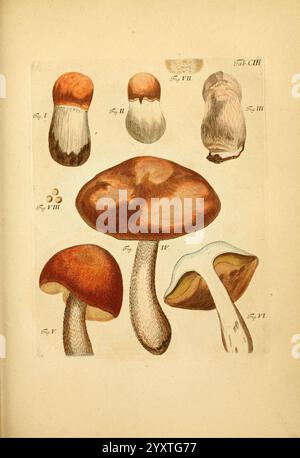 Fungorum qui in Bavaria et Palatinatu circa Ratisbonam nascuntur icones, nativis coloribus expressae. v.1-2. Erlangae, apud J.J. Palmium, 1800. Deutschland, Bayern, Fungi, der New Yorker Botanische Garten, Pictorial Works, Eine Sammlung detaillierter Illustrationen, die verschiedene Arten von Pilzen zeigen. Die Zeichnungen enthalten verschiedene Arten, die ihre einzigartigen Formen und Eigenschaften betonen. Jeder Pilz ist mit einer bestimmten Zahl gekennzeichnet, die die Vielfalt in Textur, Größe und Kappenstruktur verdeutlicht. Die mittlere Abbildung zeigt einen großen, robusten Pilz mit braunem Deckel und einem dicken W Stockfoto