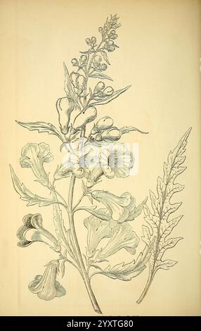 Gartenflora Erlangen F. Enke 1852-1940 Botanik Gartenarbeit Deutschland Zeitschriften Pflanzen Zierpflanzen Blume, Eine wunderschön detaillierte botanische Illustration mit einer blühenden Pflanze mit trompetenförmigen Blüten und langen Blättern. Die Komposition zeigt den Stamm der Pflanze, der mit zarten Blüten verziert ist, die eine Reihe von Kurven und Formen aufweisen. Das umgebende Laub besteht aus gezackten, gestreckten Blättern, die das visuelle Interesse insgesamt erhöhen. Diese Illustration zeigt die komplizierte Struktur und Eleganz der Pflanze, wobei sowohl die Blumen- als auch die Blattwurzel sorgfältig berücksichtigt werden Stockfoto