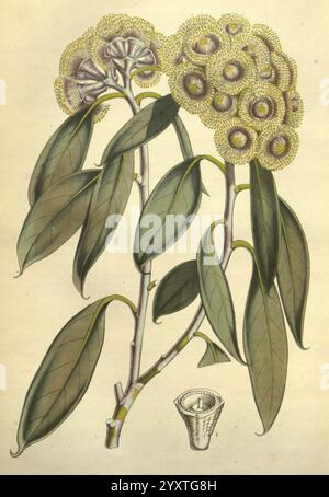 Flore des serres et des jardins de l'Europe, A Gand, chez Louis van Houtte, éditeur, 1845-1880, taxonomy:family= Myrtaceae, Eucalyptus, Eukalyptus, Blumen, Botanik, Taxonomy:Kingdom= Plantae, Louis Constantin Stroobant, 3, Tasmanischer Schneegummi, Eucalyptus coccifera, Pfefferminze Mount Wellington, Tasmanien, eine botanische Illustration mit einer blühenden Pflanze mit mehreren runden, cremefarbenen Blüten, die Pompons ähneln. Die Blumen sind dicht gepackt und sitzen auf schlanken Stielen und zeigen komplizierte Details in ihrer Struktur. Üppige, längliche Blätter mit spitzen Spitzen reichen vom Hauptstiel aus Stockfoto