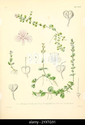 Icones florae Germanicae, Helveticae, Pedemontanae, Tirolensis, Istriacae, Dalmaticae, Austriacae, Hungaricae, Transylvanicae, Moravicae, Borussicae, Holsaticae, Belgicae, Hollandicae, Mediae Europae, Lipsiae, F. Hofmeister, 1834-1912, Europa, Bildwerke, Pflanzen, Eine detaillierte botanische Illustration, die verschiedene Stadien und Teile einer Pflanze der Gattung *Euphorbia* zeigt. Das Bild enthält eine Mischung aus Blättern, Blumen und Samenformationen, die die komplizierten Merkmale der Pflanze hervorheben. Jede Abbildung ist beschriftet und sorgfältig gezeichnet, wobei die Struktur der Pflanze, einschließlich h, dargestellt wird Stockfoto