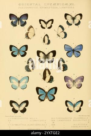 Rhopalocera Exotica London Gurney Jackson 1887-1902 Butterflies Butterfly Horace Knight, eine illustrierte Karte zeigt verschiedene Arten von Schmetterlingen aus der Familie der Lycaenidae, die eine Reihe von lebhaften Farben und unterschiedlichen Flügelmustern zeigen. Die Schmetterlinge sind methodisch angeordnet, mit Anmerkungen, die ihre wissenschaftlichen Namen und Klassifizierungen angeben. Jede Probe ist nummeriert, was eine klare Identifizierung ermöglicht. Die detaillierte Darstellung hebt nicht nur die Schönheit dieser Insekten hervor, sondern auch die Vielfalt innerhalb der Familie der Lycaenidae, mit einigen auffälligen Blautönen Stockfoto