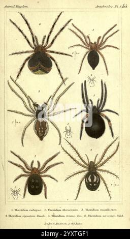 Das Tierreich, angeordnet nach seiner Organisation, London, G. Henderson, 1834, London, Arthropoden, Arthropoden, London, die Illustration zeigt eine Sammlung von Spinnen, die verschiedene Arten mit unterschiedlichen Merkmalen zeigen. Jede Probe ist zur Identifizierung mit einer Nummer versehen, die detaillierte Darstellungen ihrer Körperformen und Merkmale liefert. Das Arrangement umfasst frontale und dorsale Ansichten und hebt verschiedene Merkmale hervor, wie Färbung, Muster und die Struktur ihrer Beine und Cephalothoraxen. Diese pädagogische Darstellung unterstreicht die Vielfalt der Arachniden f Stockfoto