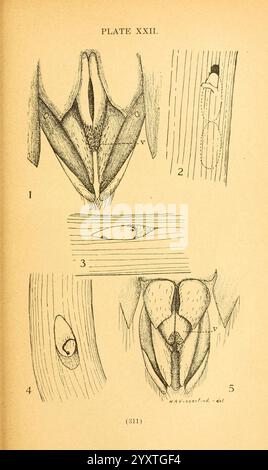 Die Biologie und Ökologie der aquatischen und halbaquatischen Hemiptera, Lawrence, Kan, 1919, hemiptera, diese Illustration zeigt eine Reihe detaillierter anatomischer Diagramme mit den Bezeichnungen 1 bis 5, die sich speziell auf die Fortpflanzungsstrukturen und -Merkmale einer Art konzentrieren, wahrscheinlich eines Käfers in dem Kontext. Jeder beschriftete Abschnitt bietet eine eindeutige Perspektive Stockfoto