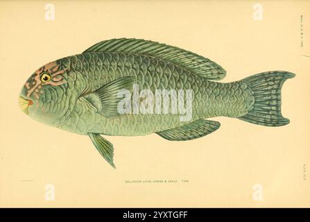 The Fishes of Samoa Washington, Government Print Off, 1906. Fische, Ozeanien, samoanische Inseln, Chlorurus frontalis, Papageienfische, Ichthyologie, Sci Art, Eine wunderschön illustrierte Darstellung eines Fisches mit seinen komplexen Details und lebendigen Farben. Der Fisch verfügt über einen robusten Körper mit einer ausgeprägten Textur, die sich durch überlappende Skalen auszeichnet, die in Grün- und Blautönen schimmern. Der Kopf ist mit einzigartigen Markierungen, darunter ausdrucksstarke Augen und eine gemusterte Überlagerung, verziert, die zu seinem fesselnden Aussehen beitragen. Die Finnen sind elegant verteilt und zeigen eine zarte Struktur Stockfoto