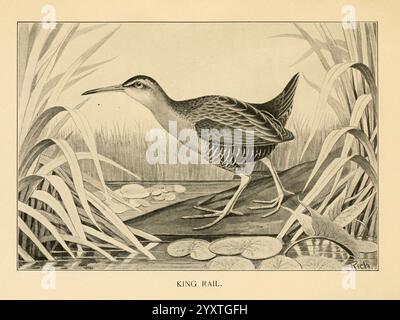 Gefiedert, Wild, of the Northeast, New York, T.Y. Crowell & Co.1907, Rallus elegans, King Rail, Spiel- und Wildvögel, die Illustration zeigt einen King Rail, einen Sumpfvogel, der sich durch seinen langen, schlanken Körper und langen Schnabel auszeichnet. Der Vogel steht anmutig auf einem Stück Land, umgeben von üppiger Vegetation, mit hohen Gräsern, die seine Figur umrahmen. Die Federn zeigen ein markantes Muster aus Streifen und Flecken, das sich harmonisch mit seinem natürlichen Lebensraum verbindet. Im Vordergrund schweben Seerosen auf einem ruhigen Gewässer, was die ruhige Umgebung verstärkt. Diese Darstellung fängt das Wesen des Kins ein Stockfoto