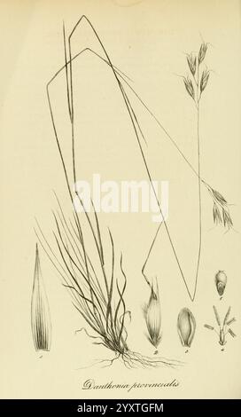 Art Graminum, Petropoli, Impensis Academiae Imperialis Scientiarum, 1828-1836, Gramineae, Bildwerke, Gräser, die Abbildung zeigt die Gattung Danthonia, insbesondere Danthonia provincialis. Sie zeigt verschiedene Elemente dieser Grasart, darunter die schlanken, langgestreckten Stämme und zarten Blütenstände. Die Hauptpflanze wird mit detaillierten Darstellungen ihrer Blätter, Samen und anderen Fortpflanzungsstrukturen begleitet, die eine informative Darstellung der Anatomie und des Wachstumsgewohnheiten der Pflanze bieten. Jede Komponente ist beschriftet, was den Bildungswert der Zusammensetzung und der hig erhöht Stockfoto