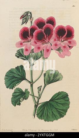 Geraniaceae, London, gedruckt für James Ridgway, Piccadilly, 1820-1830, 19. Jahrhundert, England, Gravuren, Geraniaceae, Geranien, Großbritannien, Handmalerei, malerische Werke, Eine botanische Illustration mit einer Gruppe von leuchtenden rosa Geranienblüten, die jeweils tiefe kastanienbraune Akzente in der Mitte zeigen. Die zarten Blütenblätter werden durch üppiges grünes Laub ergänzt, das breite, gezackte Blätter mit einer reichhaltigen Textur aufweist. Das Arrangement hebt die Feinheiten der Formen und Farben der Blumen hervor und verkörpert die Schönheit der Natur in einer detailreichen und künstlerischen Darstellung. Stockfoto