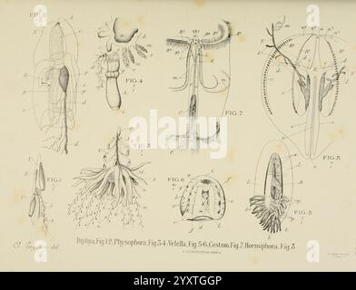 Atlas d'Anatomie comparée des invertébrés, Paris, doin, 1890, Anatomie, Würmer, Arthropoden, Wirbellose, Weichtiere, Cnidaria, echinodermata, Ctenophora, Protozoen, Mesozoen, vergleichende Anatomie, eine Sammlung wissenschaftlicher Illustrationen mit detaillierten anatomischen Diagrammen von Siphonophoren und Ctenophoren. Jede Figur ist akribisch mit numerischen Identifikatoren gekennzeichnet, die verschiedene biologische Strukturen wie Tentakeln, Glockenformen und andere Morphologien zeigen, die mit diesen Meeresorganismen assoziiert sind. Die Illustrationen betonen die Komplexität und Vielfalt dieser gelatinösen Kreaturen, Highli Stockfoto