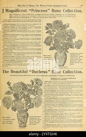 Verschönern Sie Ihre Häuser, Springfield, Ohio, Baines, 1918. Blumen, Rosen, Samen, Kataloge, Pflanzen, Zierpflanzen, Zwiebeln, Pflanzen, Handelskataloge, Saatgutindustrie und Handel, Gartengeschichten, in Bloom zeigt die Seite elegante Texte und Illustrationen für zwei verschiedene Rosensammlungen, die „Prinzessin“ und die „Herzogin“ Rosensammlung. Die Kollektion „Princess“ wird durch detaillierte Beschreibungen verschiedener Rosensorten hervorgehoben, die ihre Schönheit und ihren Duft betonen. Der Text wird durch komplizierte Illustrationen von Rosenarrangements begleitet, die die luxuriösen Blüten zeigen. Die „Herzogin“ Coll Stockfoto