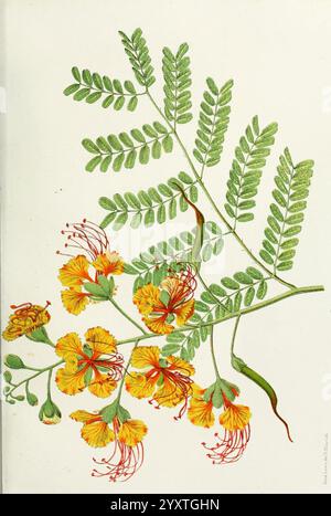 Vertraute indische Blumen, Bombay, veröffentlicht für den Autor von L. Reeve and Co, [1878]. Botanik, Blumen, Indien, Poinciana pulcherrima, Lena Lowis, Poinciana pulcherrima, Caesalpinia pulcherrima, Lena Lowis, Frau Ninian Lowis, Selina Caroline Shakespeare Lowis, Selina Caroline Shakespeare, Lena Lowis, 5, 5, 5, 5, Women in Science, Eine lebendige Illustration mit einer detaillierten botanischen Studie einer blühenden Pflanze. Die Komposition zeigt zarte farnartige Blätter mit mehreren Blättern, die farbenfrohe Blüten ergänzen. Die Blüten zeigen eine auffällige Kombination aus goldgelben Blüten und markanten Blüten Stockfoto