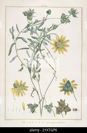 Stirpes novae, Parisiis, ex typographia Philippi-Dionysii Pierres, 1784-85, Plants, Eine botanische Illustration, die Didelta tetragoniofolia zeigt, die ihre charakteristischen grünen Stiele und Blätter zeigt. Die Komposition besteht aus gelben Blüten, zusammen mit detaillierten Darstellungen der Blütenstruktur und des Laubs. Unten zeigt eine Skala die Größe der Pflanze an, während der botanische Name die Seite elegant schmückt. Die Gesamtstruktur hebt die komplizierten Details der Pflanze hervor, betont ihre einzigartigen Eigenschaften und trägt zur Erforschung der Botanik bei. Stockfoto