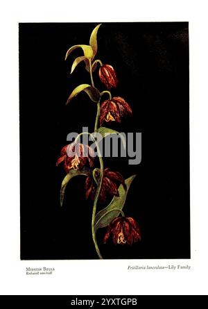 Wild, Blumen, aus, den Bergen, Canyons und, Täler, von Kalifornien, San, Francisco, H, S, Crocker, Co, [c1915], Botanik, Kalifornien, bildhaft, Werke, Wildblumen, Eine zarte Illustration der Fritillaria inconspicua, die zur Familie der Lilien gehört, zeigt ihre einzigartigen, glockenförmigen Blüten, die von tiefbraunem Braun und Orangennoten gefärbt sind. Die Pflanze hat schlanke, längliche Blätter, die sich anmutig vom Stiel abheben und die elegante Anordnung der Blüten ergänzen. Die detaillierte Darstellung fängt die komplizierten Muster auf den Blütenblättern ein und unterstreicht die natürliche Schönheit und Komplexität Stockfoto