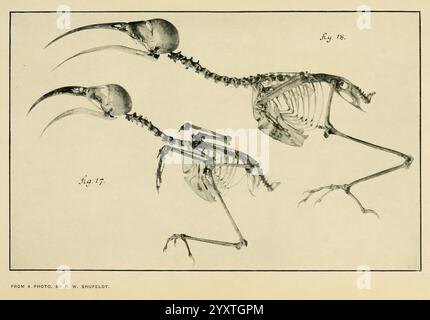 The Emu, Melbourne, Royal Australasian Ornithologists Union, 1901, Australasia, Birds, Ornithology, diese Abbildung zeigt eine detaillierte anatomische Darstellung eines emu-Skeletts. Das Bild ist so organisiert, dass verschiedene Winkel und Komponenten der Skelettstruktur der ewu dargestellt werden. Die Knochen sind akribisch beschriftet und betonen besondere Merkmale wie Schädel, Wirbel, Flügel und Beine, die sich durch ihre langen Knochen und charakteristischen Krallen auszeichnen. Das Gesamtkonzept betont die einzigartigen Anpassungen des ewu-Skelettsystems und trägt zu seiner Fähigkeit bei, sich in seiner Natur zu bewegen Stockfoto