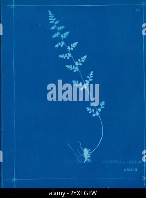 Neuseeland Farne Auckland, Neuseeland, Dobbie, H. B, 1880, Botanik, Botanik, malerische Werke, Farne, Neuseeland, Farne neuseeländische Bildwerke, Naturdrucke Neuseeland, Neuseeland, seltene Bücher 19. Jahrhundert, Auckland war Memorial Museum Tāmaki Paenga Hira, Eine zarte Darstellung eines Farns, insbesondere des Cystopteris fragilis, zeigt seine eleganten, langgestreckten Wedel. Die detaillierte Abbildung zeigt die komplizierten Muster der Flugblätter und ihre feinen Zacken. Unten ist die Wurzelstruktur subtil dargestellt, die die Verbindung der Pflanze zur Erde unterstreicht. Eingeschlossen in Stockfoto