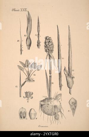 Plantenkunde voor Indie, Semarang, G. C. T. Van Dorp & Co, 1892, Indonesia, Plants, eine illustrierte botanische Studie, die verschiedene Teile von Pflanzen aus der Familie der Araceae zeigt. Die Komposition enthält beschriftete Abschnitte, einschließlich Blattstrukturen, Blütenspitzen und Wurzelsysteme. Zu den bemerkenswerten Elementen gehören längliche Blätter, Blütenstände und detaillierte Darstellungen von Blumen- und vegetativen Formen. Jeder Teil wird akribisch gerendert, um einen Einblick in die Morphologie dieser Pflanzen zu erhalten, mit Anmerkungen, die auf spezifische Merkmale hinweisen. Das Arrangement EM Stockfoto