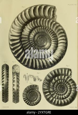 Monografie über die Lias Ammoniten der Britischen Inseln, London, gedruckt für die Palæontographical Society, 1878–86. Ammonoidea, Großbritannien, Jura, Paläontologie, die Illustration zeigt verschiedene fossile Ammoniten, die durch ihre charakteristischen Spiralschalen und komplizierten Rippenmuster gekennzeichnet sind. Jede Probe ist mit Zahlen gekennzeichnet, die ihre individuellen Darstellungen und Details angeben. Die Zeichnung hebt die einzigartigen Merkmale der Ammoniten hervor, einschließlich der Textur und Krümmung ihrer Außenseite. Zusammen mit den Fossilien ist eine Skalenmessung vorgesehen, die einen Unterboden ermöglicht Stockfoto