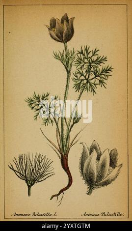 Choix de plantes de l'Europe centrale et particulièrement de la Suisse et de la Savoie Genève F. Richard 1878. Europa zentrale Bildwerke Pflanzen Savoyen Frankreich Italien Schweiz der New Yorker Botanische Garten Pulsatilla vulgaris zeigt eine botanische Studie der Arten Anemone pulsatilla und Anemone patens. Im Mittelpunkt steht eine detaillierte Darstellung der blühenden Pflanze mit ihrem schlanken Stamm und ihren zarten Knospen, die bereit sind, zu blühen. Die Hauptpflanze flankiert durch zwei unterschiedliche Darstellungen von Laub, die die komplizierten Muster und Texturen der Blätter hervorheben. Der Backgr Stockfoto